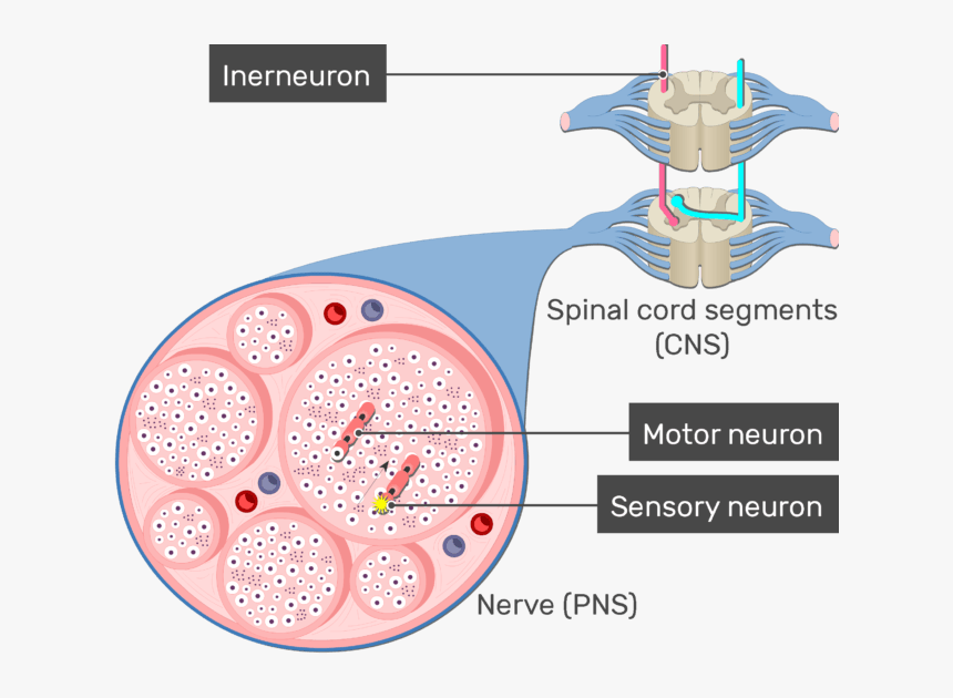 An Image Showing The Action Potential Moving Through - Circle, HD Png Download, Free Download