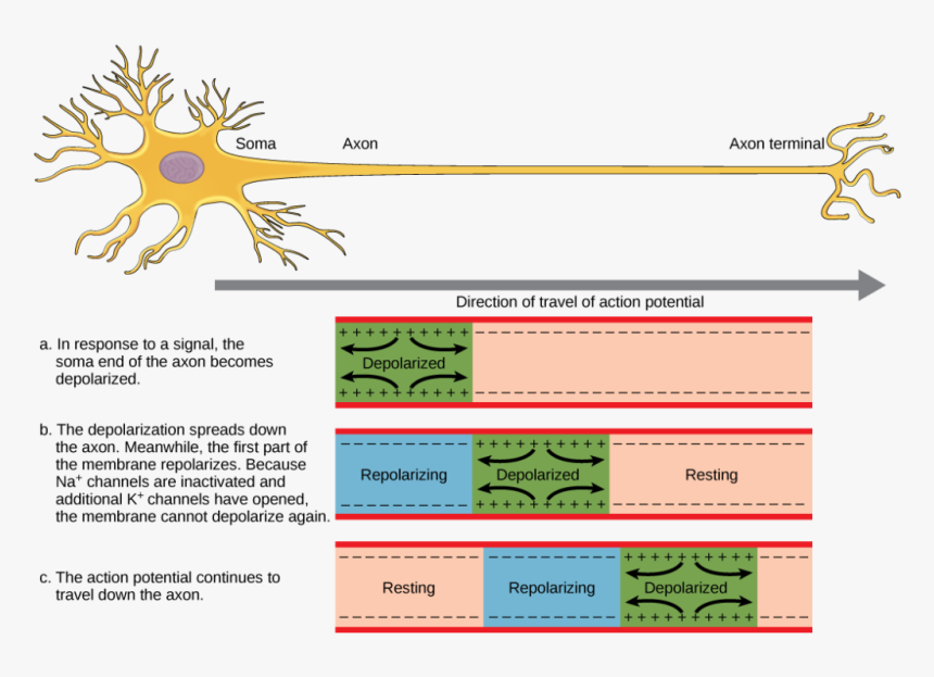 The Action Potential Travels From The Soma Down The - Action Potential Nervous System, HD Png Download, Free Download
