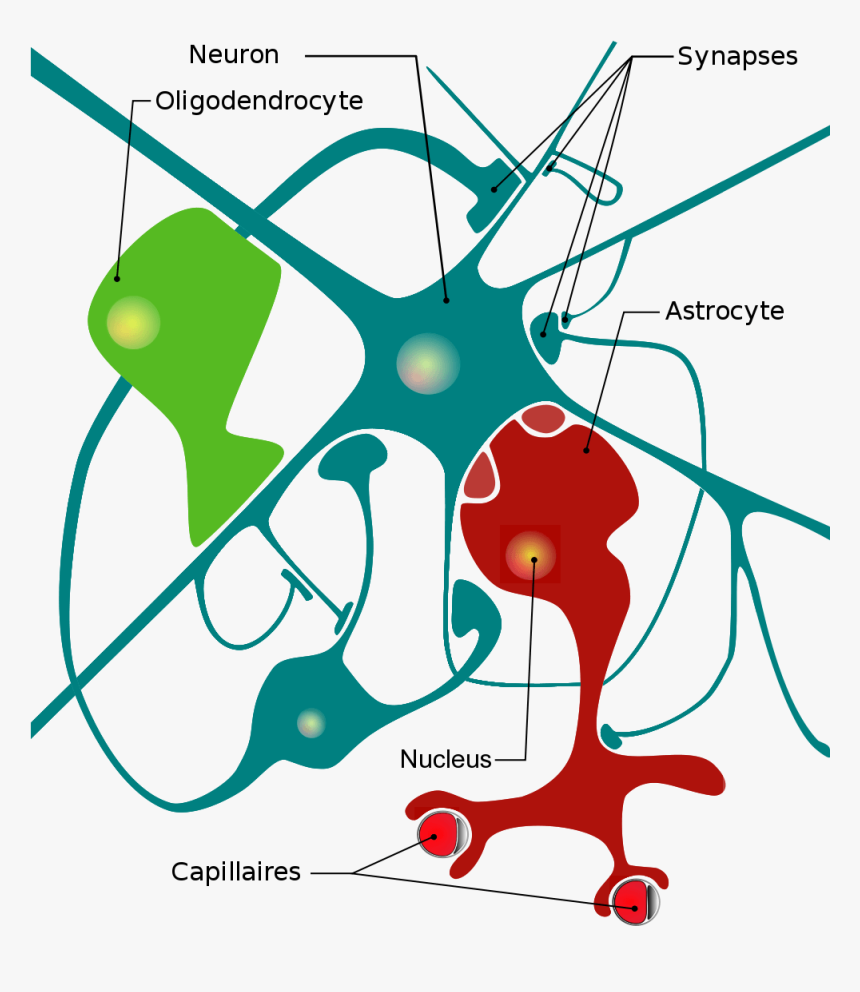 Diagram Of Neurons - Cellules Du Système Nerveux, HD Png Download, Free Download