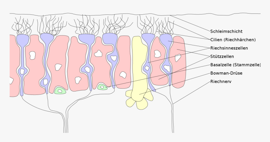 Receptive Drawing Neurons - Olfactory Receptor Neurons, HD Png Download, Free Download