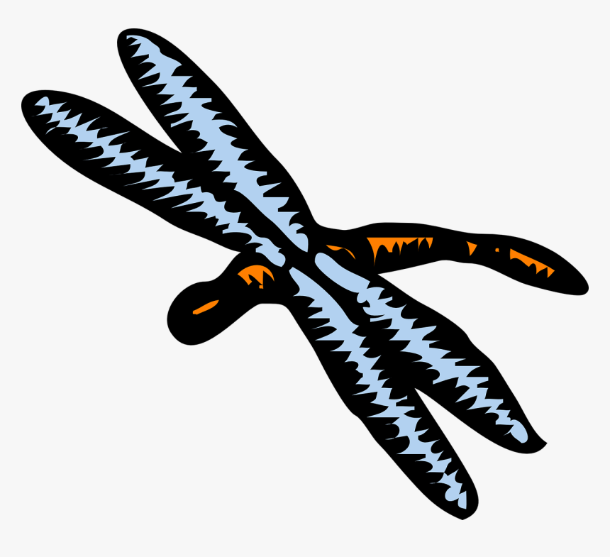 Download Dragonfly Clipart - Vector Graphics, HD Png Download, Free Download