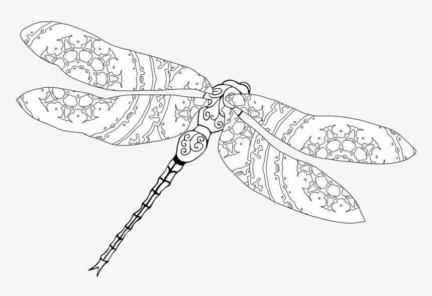 Dragonfly Coloring Nature Free Photo - Dragonfly, HD Png Download, Free Download