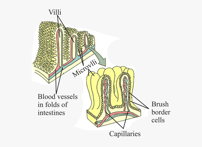 Diagram, HD Png Download, Free Download