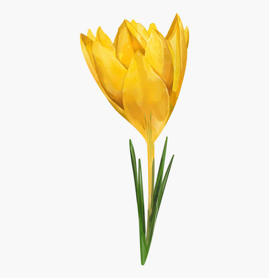 Tulip Watercolor Painting Flowers, HD Png Download, Free Download