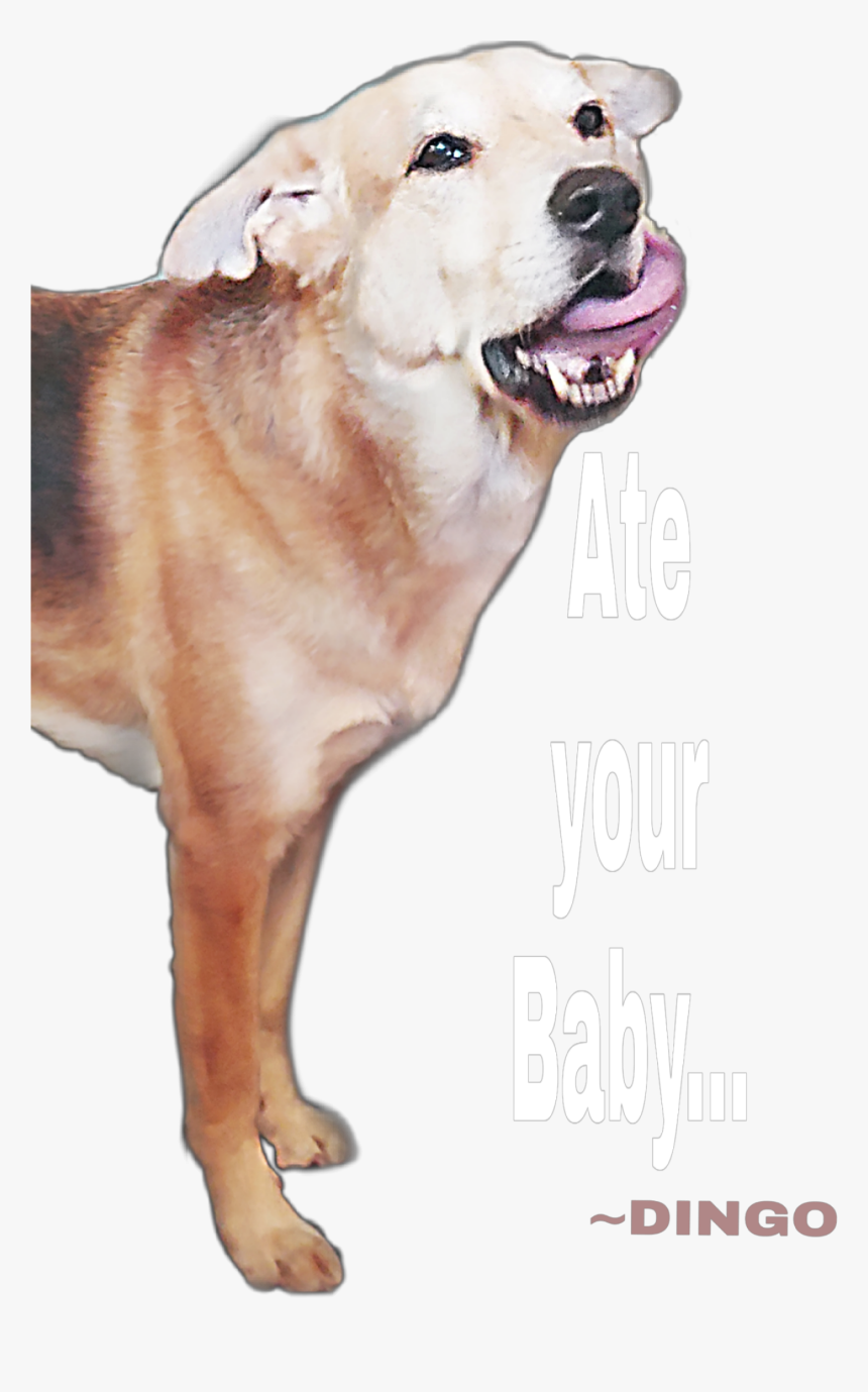 Dog Yawns, HD Png Download, Free Download
