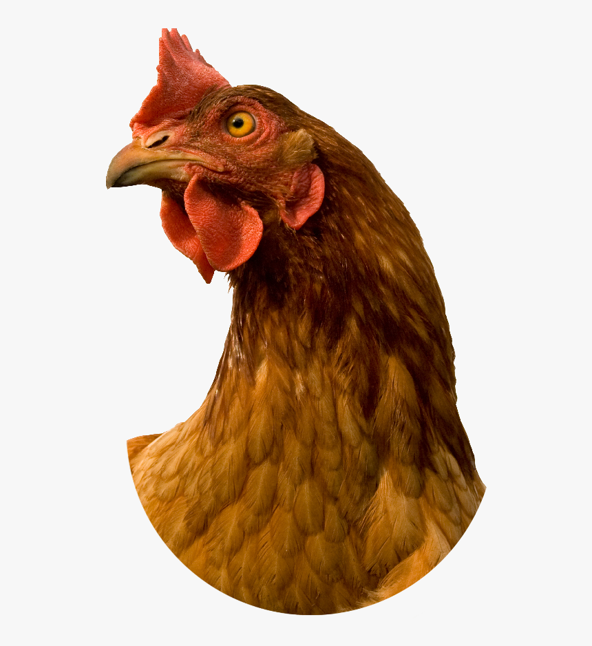 Chicken Head Png - Chicken Head No Background, Transparent Png, Free Download