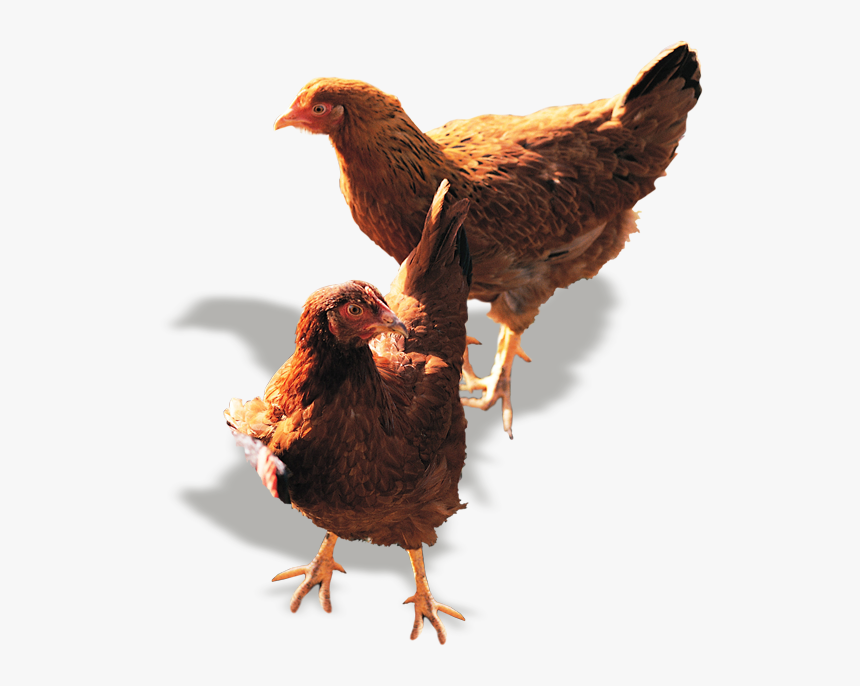 Chicken, HD Png Download, Free Download