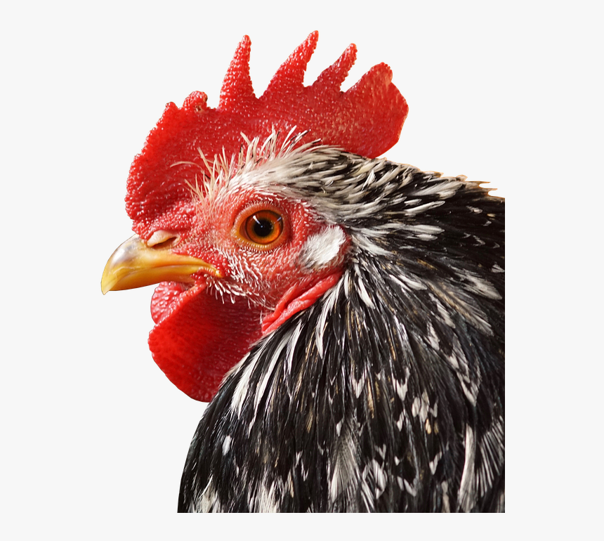 Rooster Close Up Png, Transparent Png, Free Download