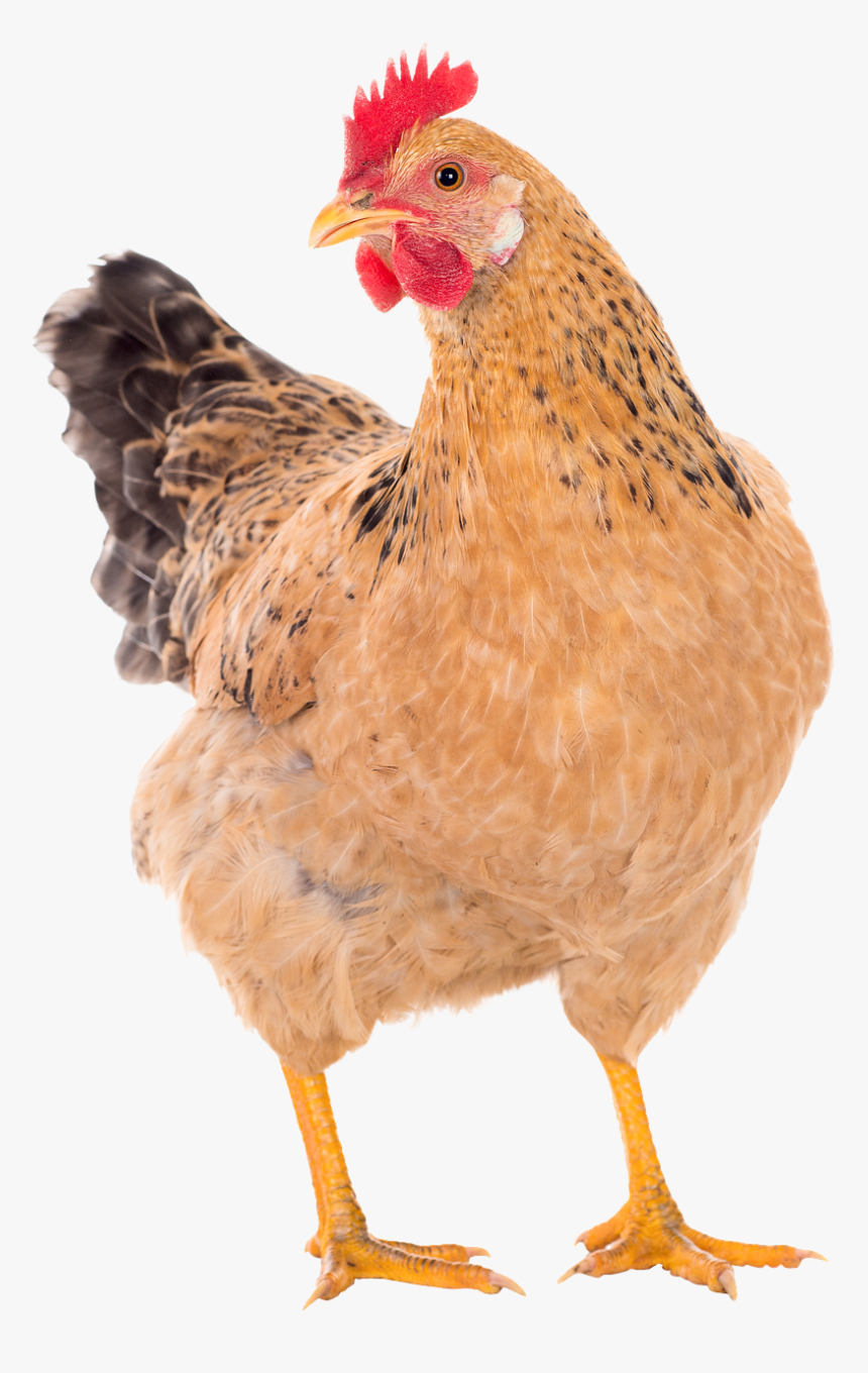 Chicken Png, Transparent Png, Free Download