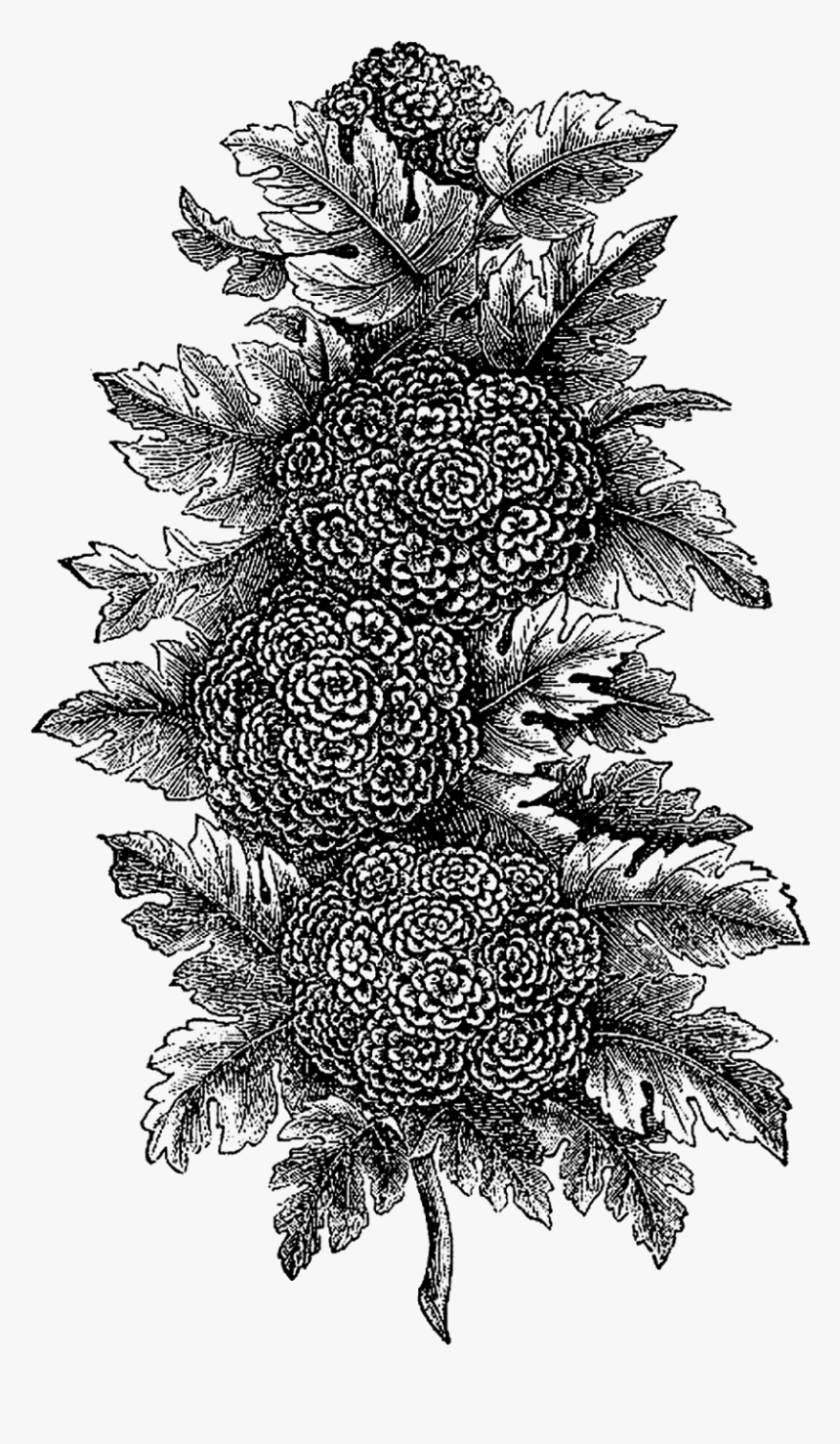 Plant Illustration Digital - Colorado Spruce, HD Png Download, Free Download