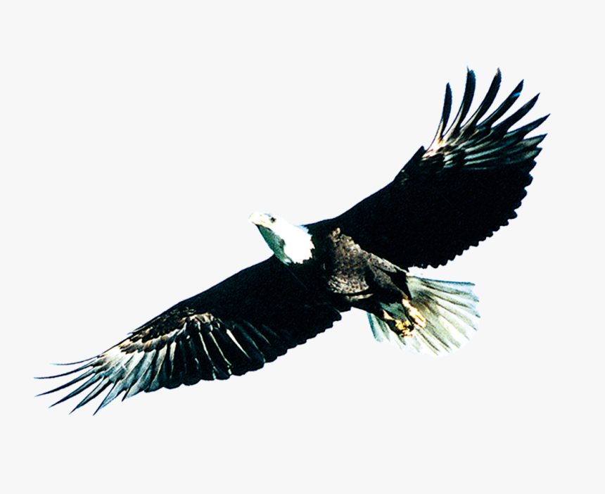 Soaring Eagle Png Download - 雄 鹰, Transparent Png, Free Download