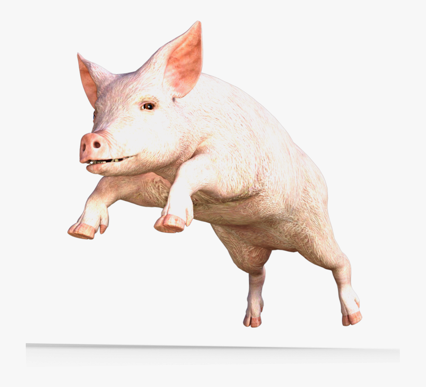 Pig, Why You Don Need Credit Score - Pig With Lipstick Is Still A Pig, HD Png Download, Free Download