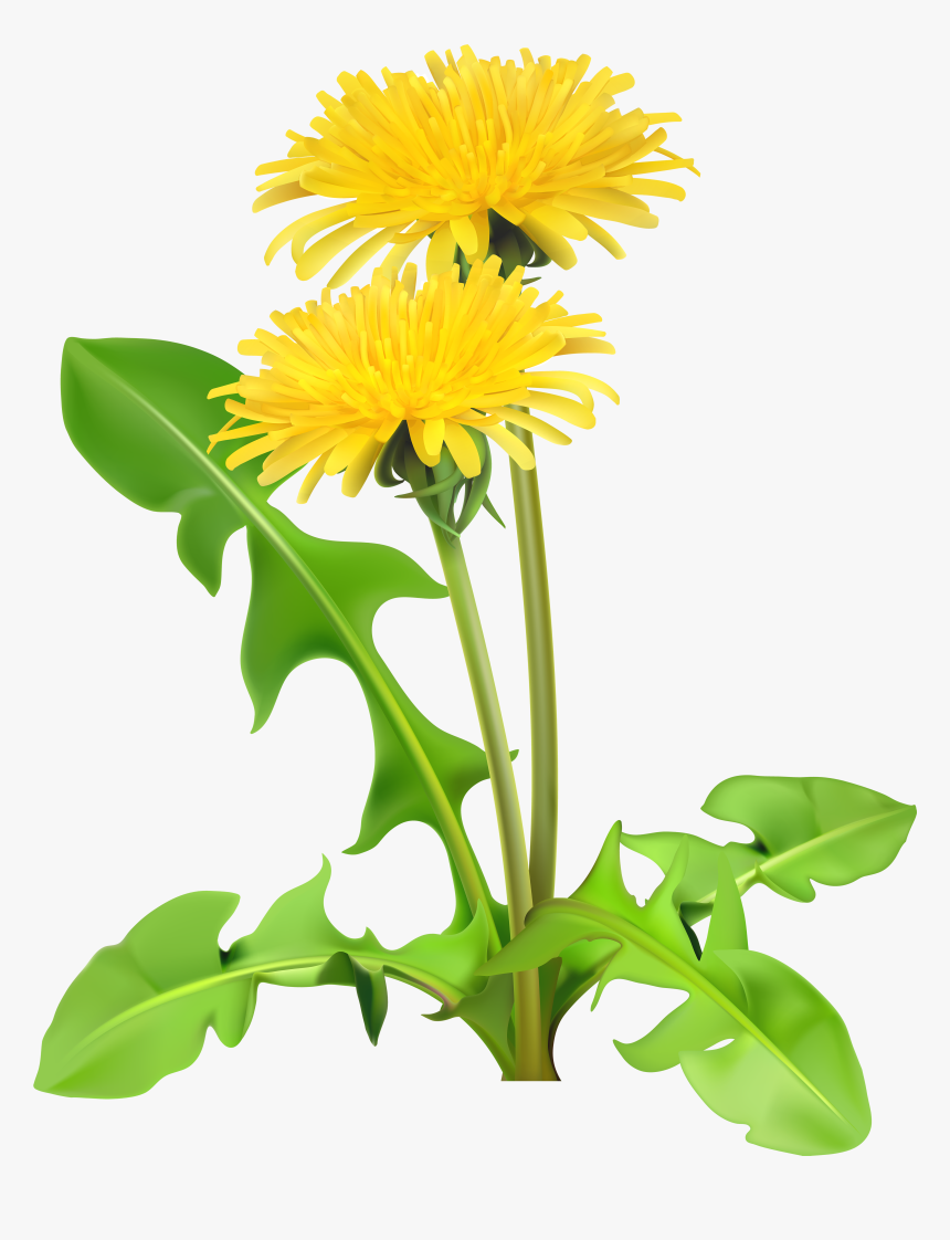 Dandelion Daisy Clipart, Explore Pictures - Clipart Dandelions, HD Png Download, Free Download