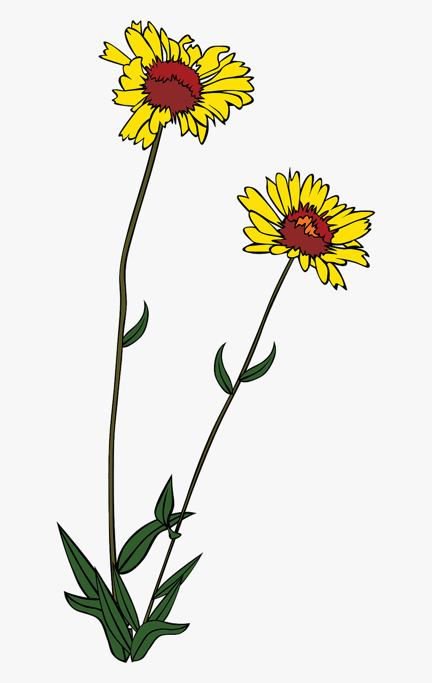 Clip Art Wild Flower, HD Png Download, Free Download