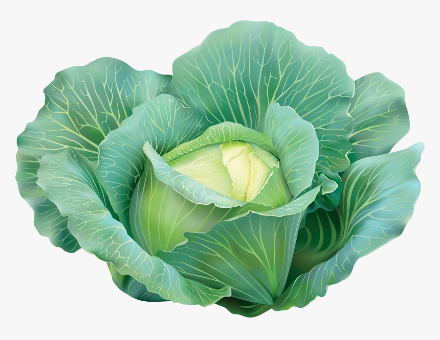 Image Gallery Yopriceville High - Transparent Background Cabbage Png, Png Download, Free Download