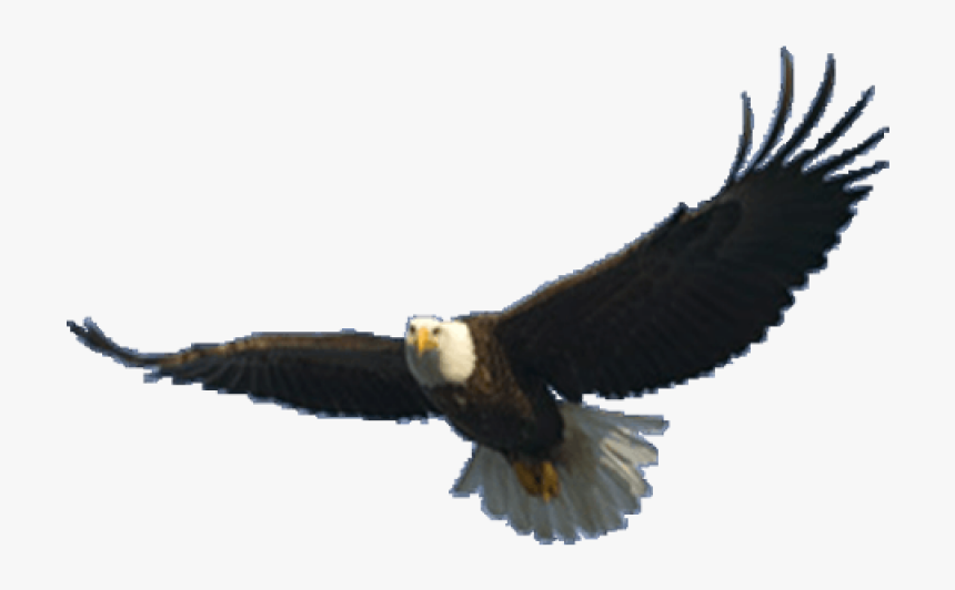 Eagle Png Image - Eagle Flying Transparent Background, Png Download, Free Download
