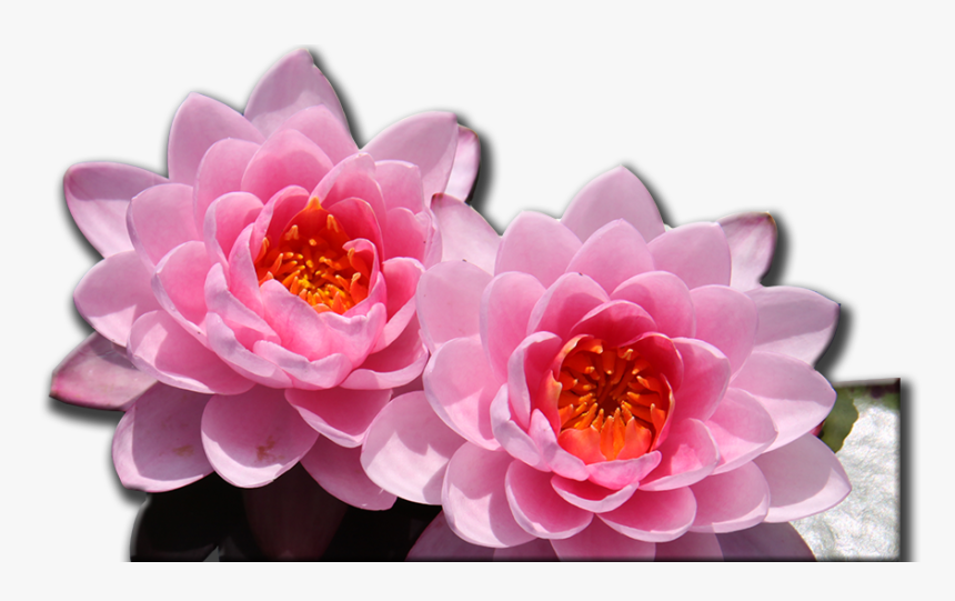 Artificial Flower, HD Png Download, Free Download