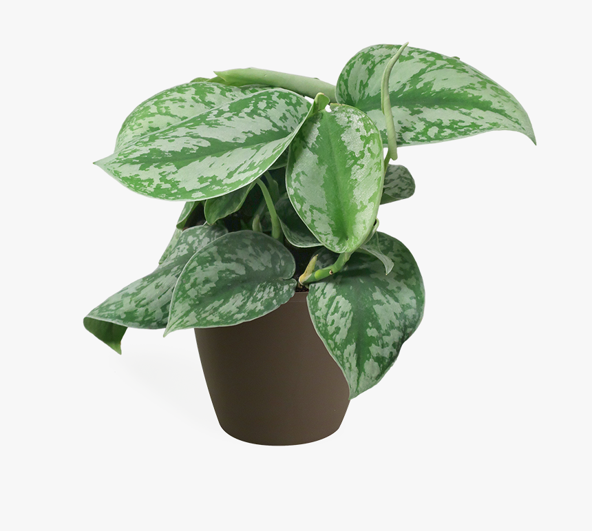 Houseplant, HD Png Download, Free Download