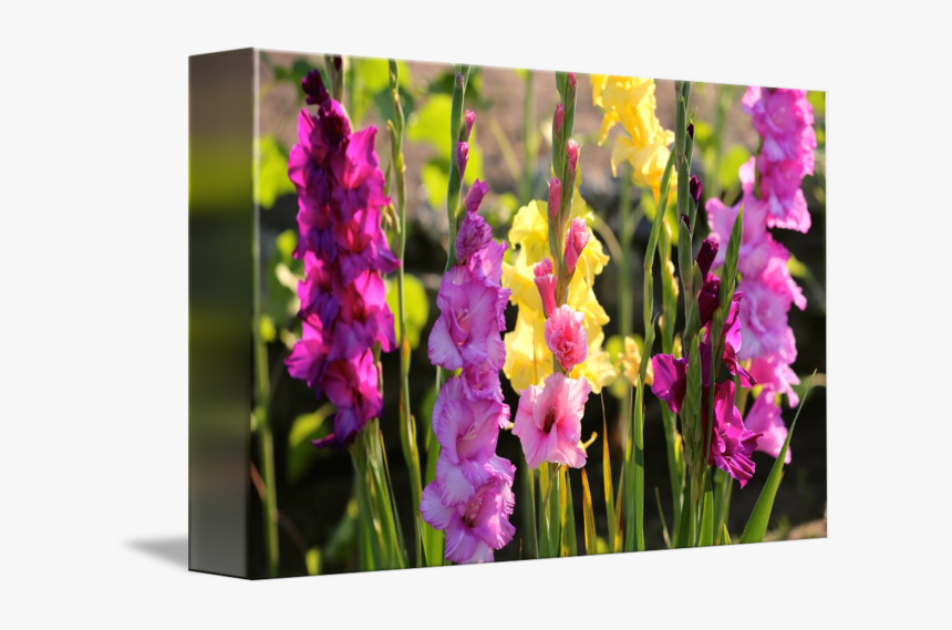 "multi Colored Gladiolus - Gladiolus, HD Png Download, Free Download