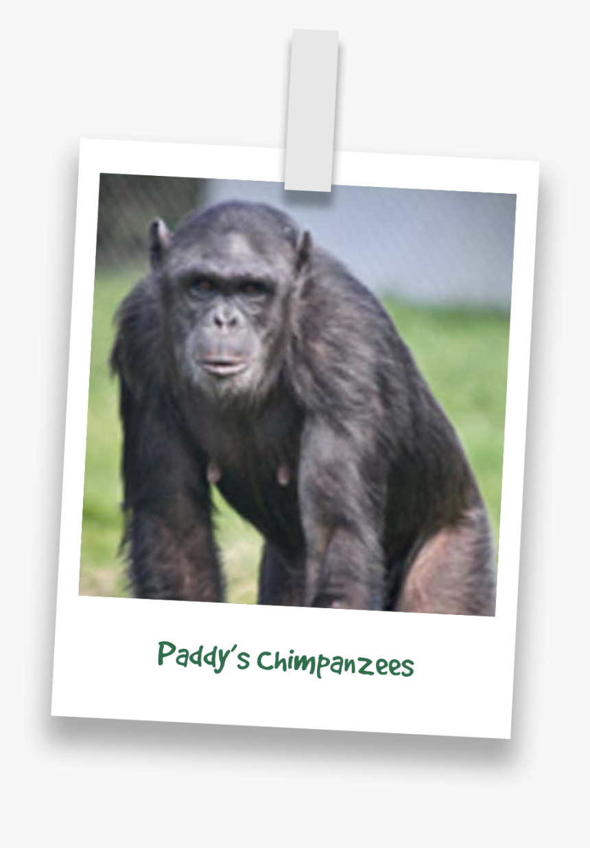 Common Chimpanzee, HD Png Download, Free Download