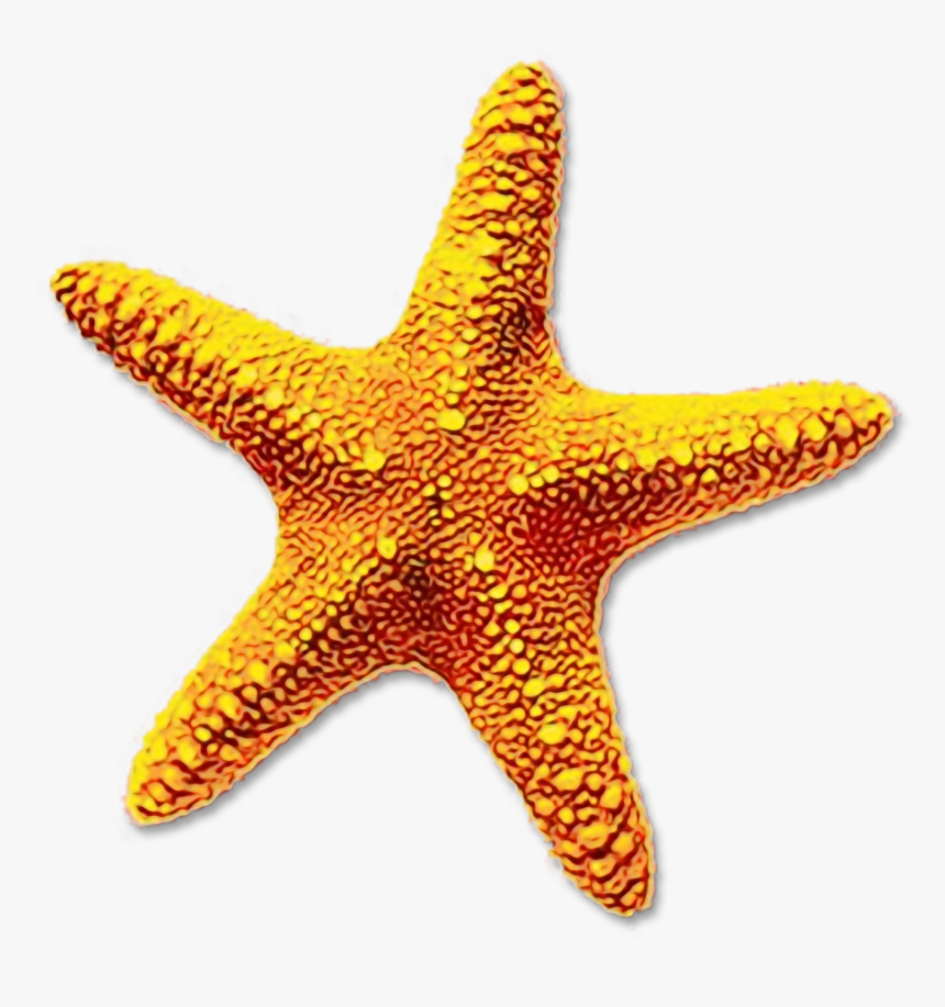 Portable Network Graphics Clip Art Starfish Image Transparency - Transparent Background Star Fish Png, Png Download, Free Download