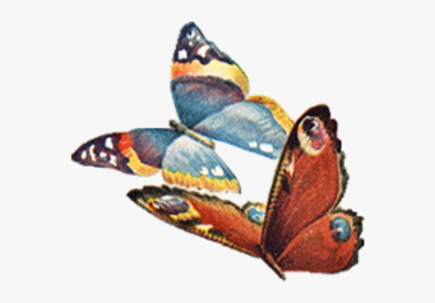 Vintage Vector Butterfly Png, Transparent Png, Free Download