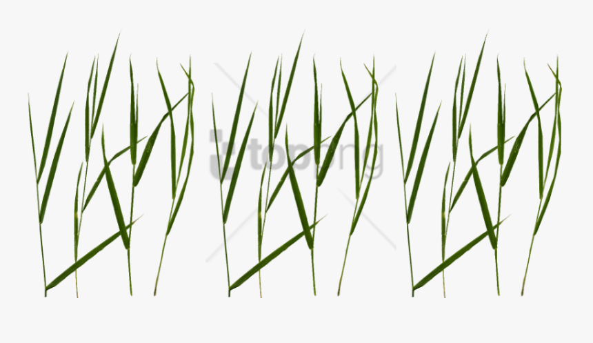 Free Png Download Grass Blade Texture Png Images Background - Grass Texture Unity Png, Transparent Png, Free Download