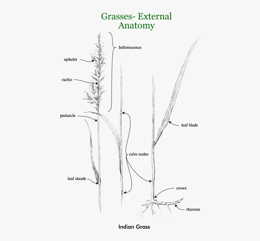 Grasses - Drawing, HD Png Download, Free Download