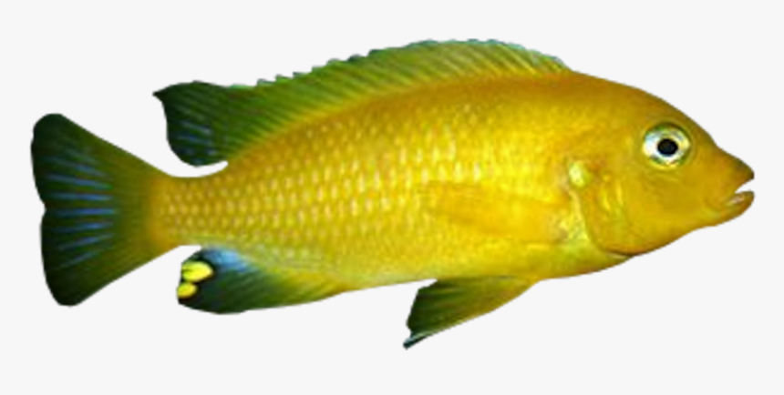 Goldfish, HD Png Download, Free Download