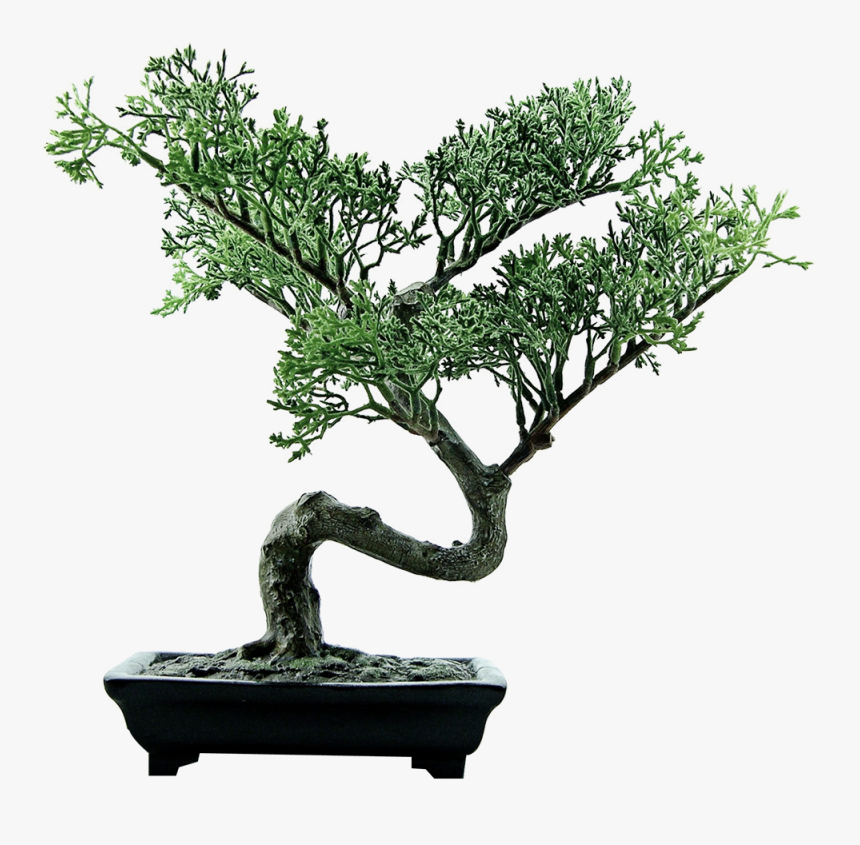 Image - Entourage - Bonsai Tree - Bonsai Png, Transparent Png, Free Download