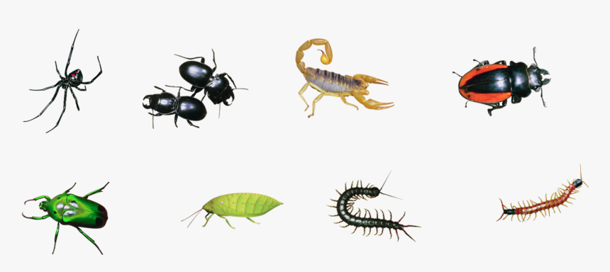 Insects, Big Format - Pest, HD Png Download, Free Download