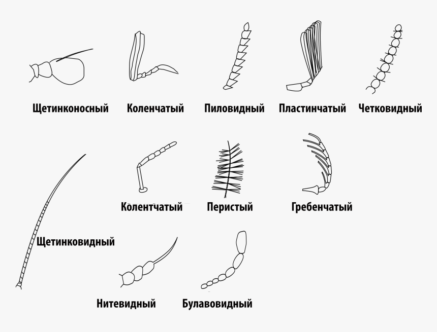 Insect Antennae-rus - Types Of Bug Antennae, HD Png Download, Free Download