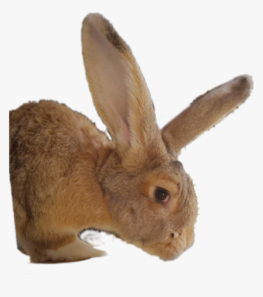 #rabbit #ears #rabbitears #animal #plushy - Domestic Rabbit, HD Png Download, Free Download