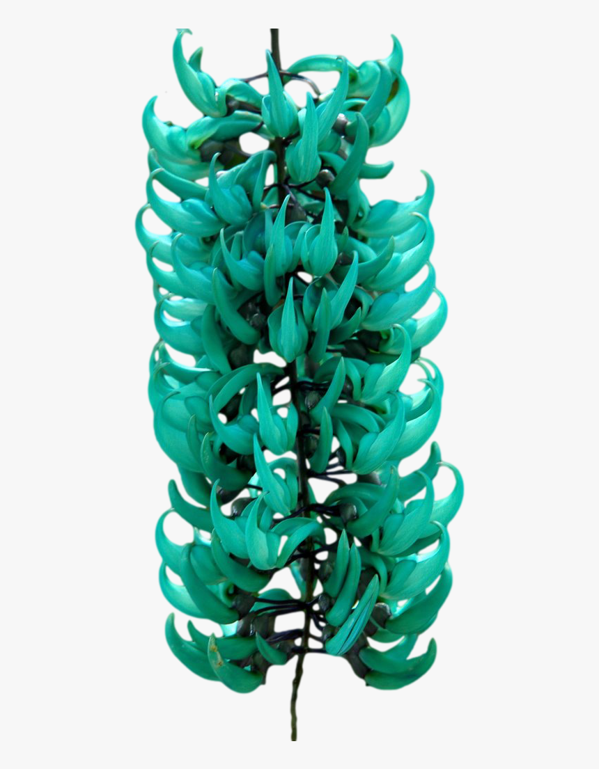 “ Strongylodon Macrobotrys, Commonly Known As Jade - Jade Vine Plant, HD Png Download, Free Download