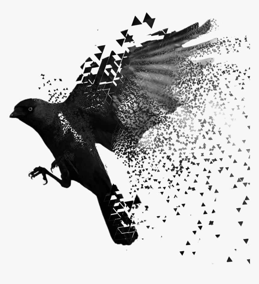 Flying Raven, HD Png Download, Free Download