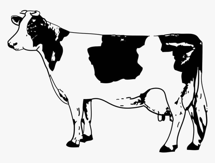 Football Cow Clipart Freeuse Stock Cow Image - Cow Clipart Black And White, HD Png Download, Free Download