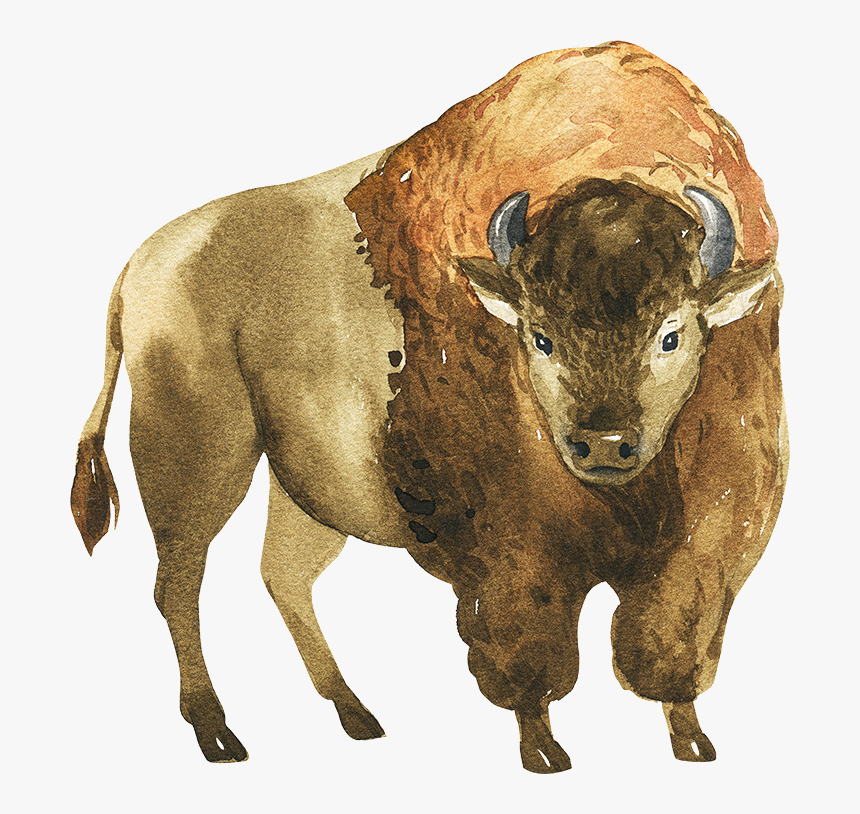 Cattle, HD Png Download, Free Download