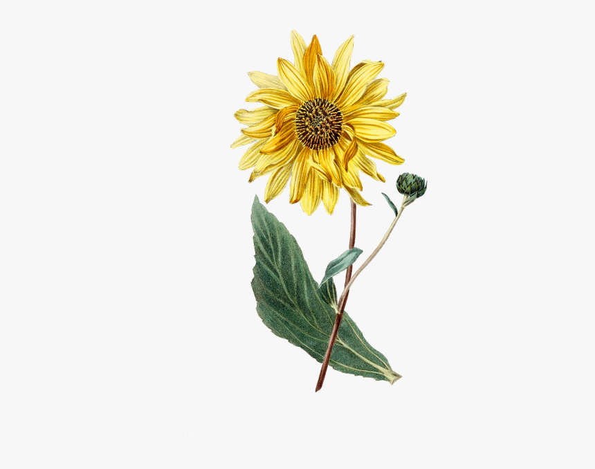 Botanical Sunflower Print, HD Png Download, Free Download