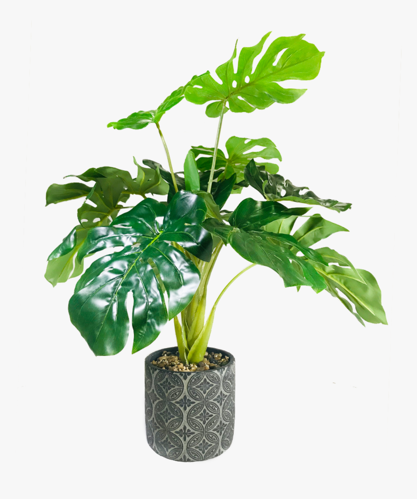 Houseplant, HD Png Download, Free Download