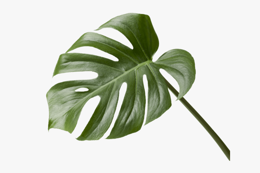 Monstera Deliciosa, HD Png Download, Free Download