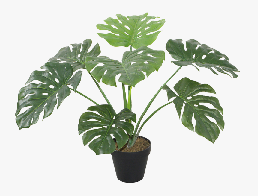 Monstera 8 Leaves 60cm - Plants, HD Png Download, Free Download