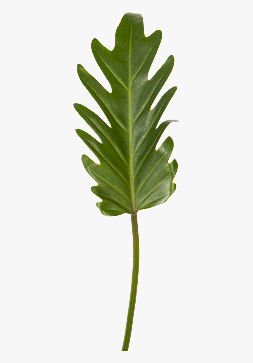 Xanadu Leaf"
 Class= - Fern, HD Png Download, Free Download