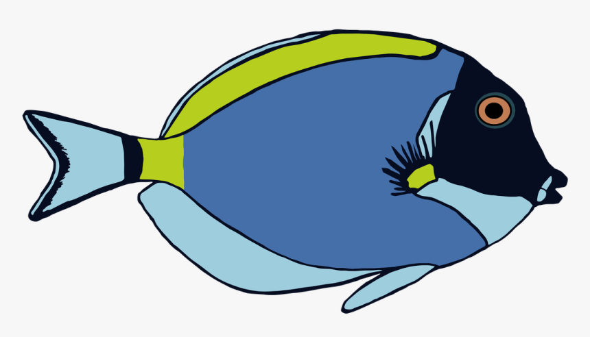 Blue Tang Fish Clipart Outline Clip Freeuse Download - Powder Blue Tang, HD Png Download, Free Download