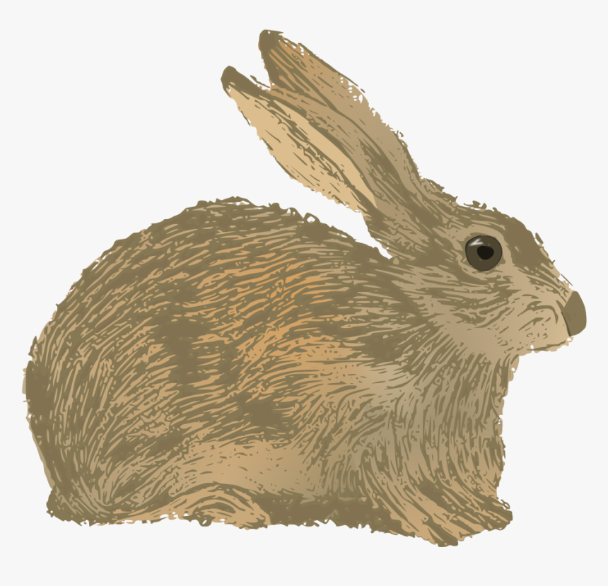 Vector Rabbit Brown - Cottontail Rabbit, HD Png Download, Free Download