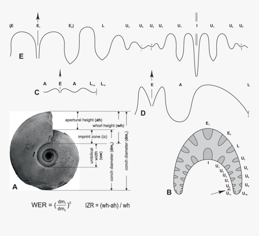 Diagram, HD Png Download, Free Download