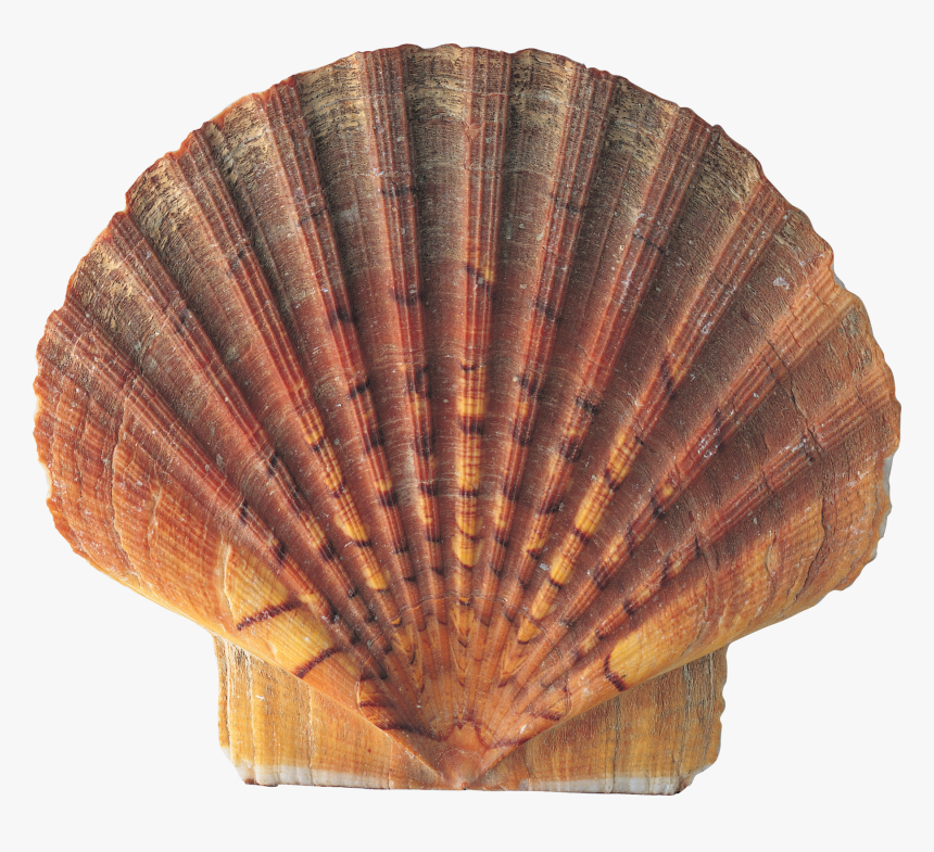 Seashell Conch Nature - Scallop Shell Brown, HD Png Download, Free Download