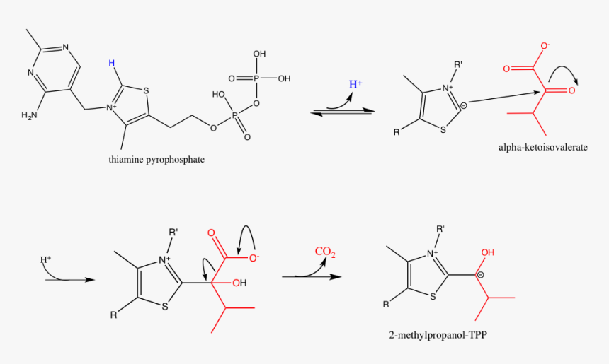 Bckdc Catalytic Mechanism Step 1 - Alpha Ketoisovalerate To Valine Mechanism, HD Png Download, Free Download