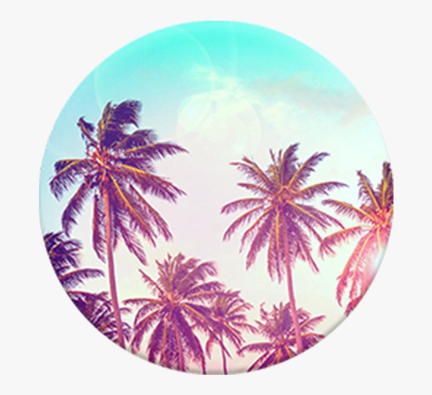 Transparent Palm Tree Top View Png - Palm Tree Popsocket, Png Download, Free Download