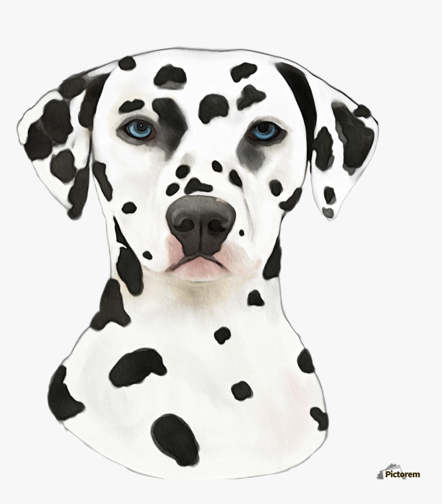 Dalmatian, Print - Dalmatian Frame, HD Png Download, Free Download