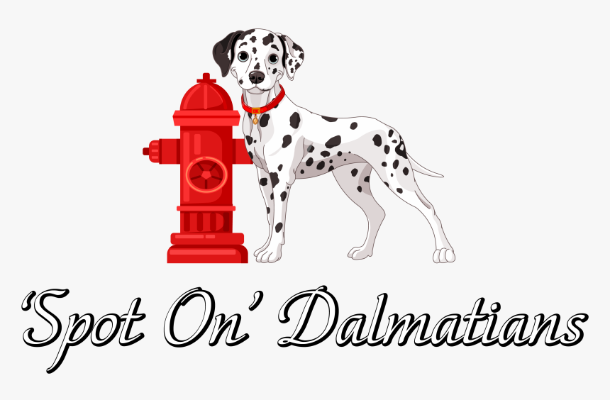 "spot On - Dalmatian Clipart, HD Png Download, Free Download